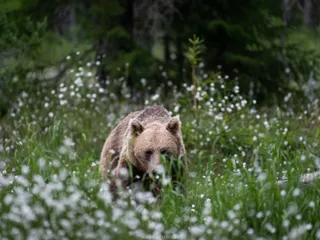 Brunbjörn (Ursus arctos) bland ängsull (Eriophorum angustifolium)