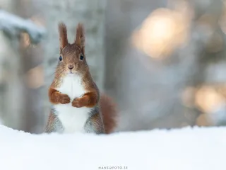 Ekorre (Sciurus vulgaris) i soligt vinterlandskap