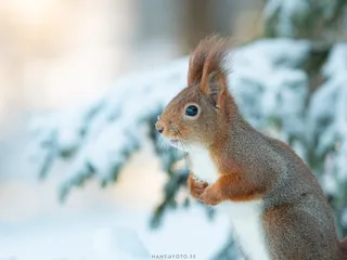 Ekorre vinter (Sciurus vulgaris)