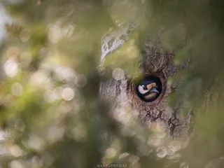 Större Hackspett (Dendrocopos major) tittar ut från sitt bo