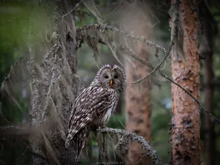 Slaguggla (Strix uralensis)