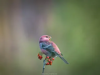 Tallbit (Pinicola enucleato) på rönngren (Sorbus aucuparia)