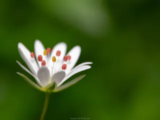 Våtarv (Stellaria media)