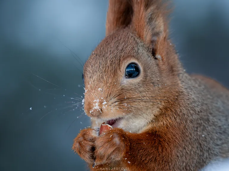 Närbild på ekorre med snö på nosen Närbild på ekorre med snö på nosen