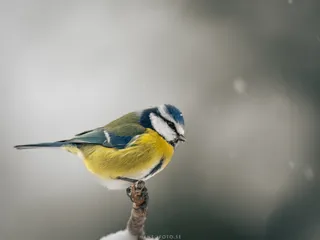Blåmes i snöväder