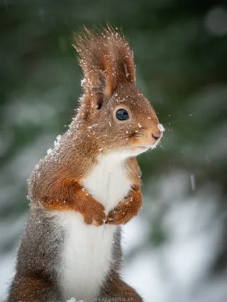 Ekorre med snö på nosen
