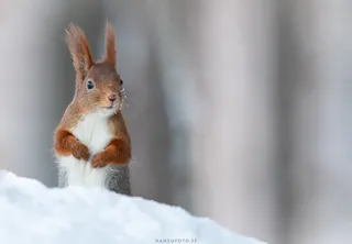 Ekorre i snö under vintern – naturfotografering i skogsmiljö