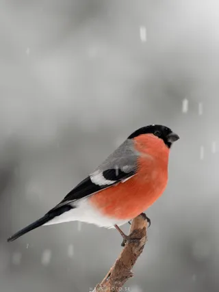 Domherre på pinne i snöväder