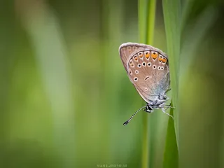 Brun blåvinge (Eumedonia eumedon)