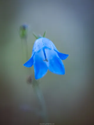 Liten Blåklocka (Campanula rotundifolia)