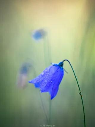 Liten Blåklocka (Campanula rotundifolia)