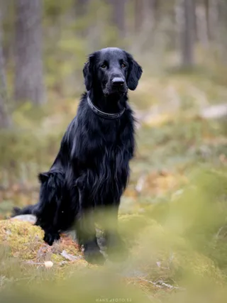 Hund fotograferad i skogen under en husdjursfotografering