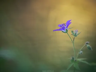 Midsommarblomster (Geranium Sylvaticum)