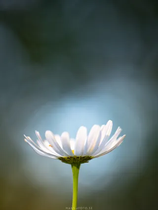 Prästkrage (Leucanthemum vulgare)