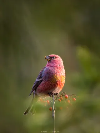 Tallbit (Pinicola enucleator) hane som sitter på rönn (Sorbus aucuparia)
