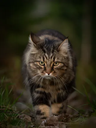 Husdjursfotografering katten Sladden går på stig.
