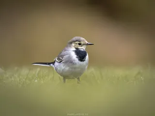 Sädersäla (Motacilla alba)