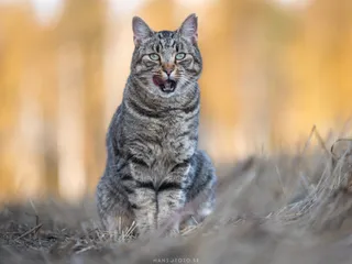 En närbild av en katt, fotograferad för att fånga dess personlighet.