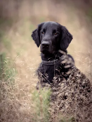 Husdjursfotografering av en hund som utforskar skogen i naturligt ljus