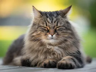 Ett avslappnat foto av en katt i hemmamiljö, taget under husdjursfotografering.